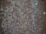 image of grave number 796894